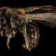 Image for article titled These Exquisite Bee Photographs Reveal Every Delicate Hair, Antenna, and Wing